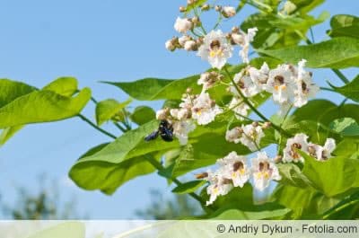 Catalpa