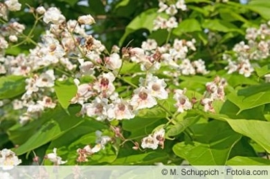 Trompetenbaum Blüten