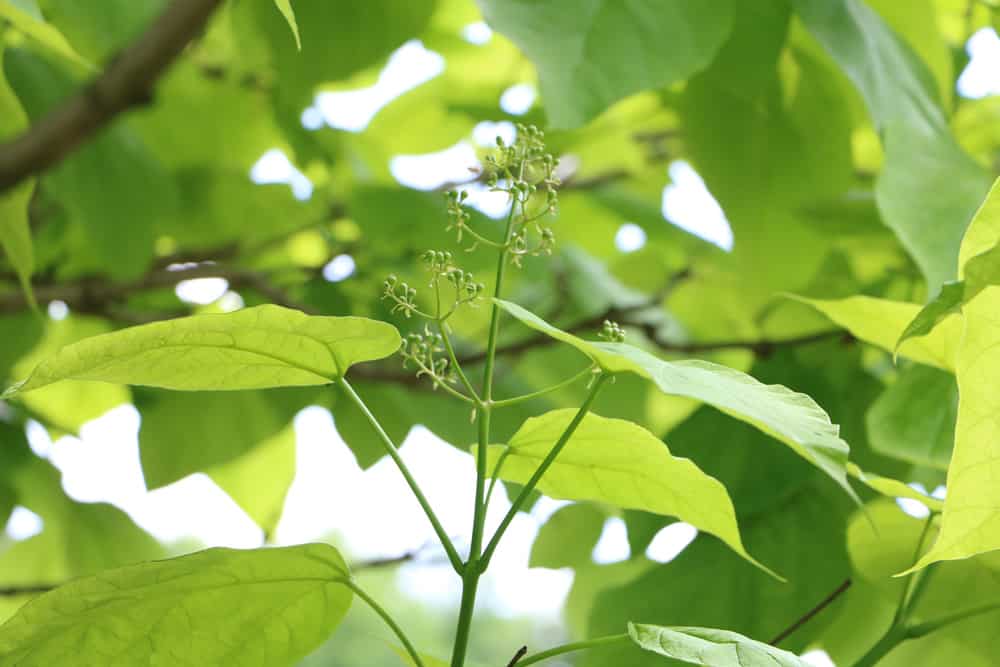 Trompetenbaum - Catalpa bignonioides