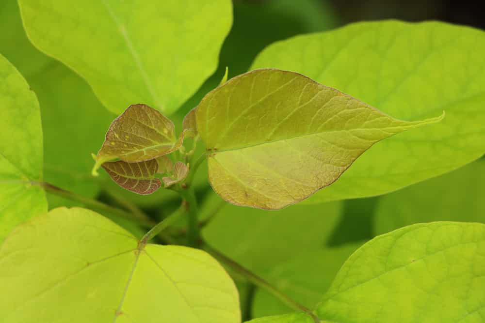 Trompetenbaum - Catalpa bignonioides