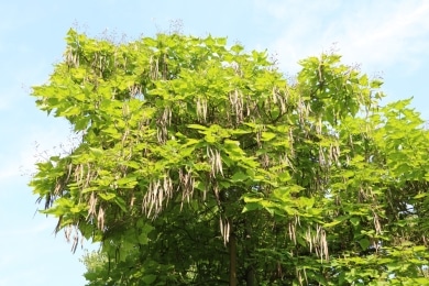 Trompetenbaum - Catalpa bignonioides