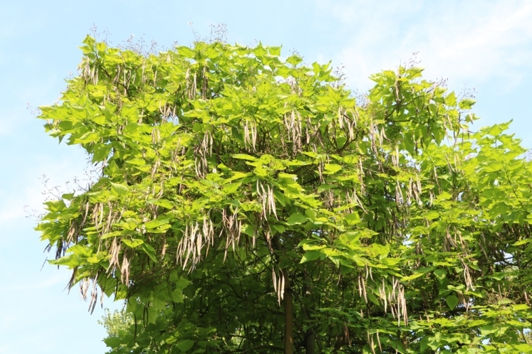 Gewöhnlicher Trompetenbaum, Catalpa bignonioides Pflege