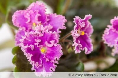 violettes Usambaraveilchen