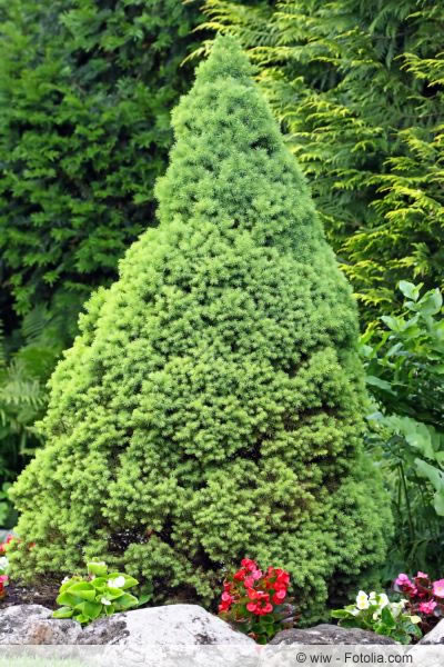 zuckerhutfichte im Garten