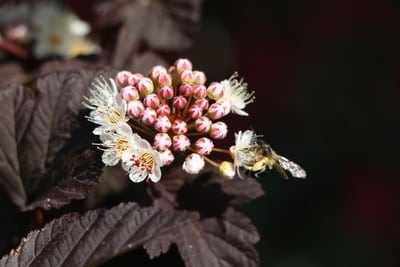 Blüte der Blasenspiere