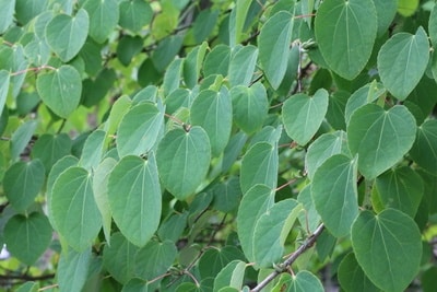 Cercidiphyllum japonicum Blätter