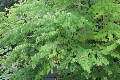 Cercidiphyllum japonicum Kuchenbaum