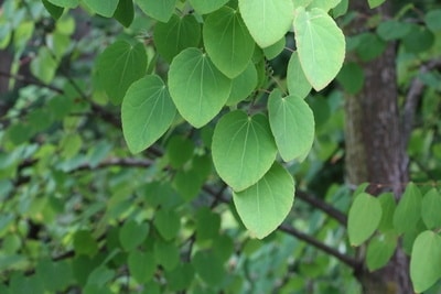 Lebkuchenbaum