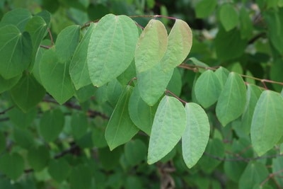 Japanischer Kuchenbaum