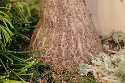 Flaschenbaum Beaucarnea