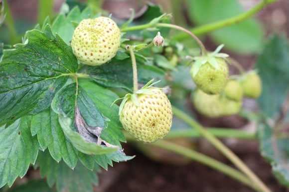 unreife Erdbeeren