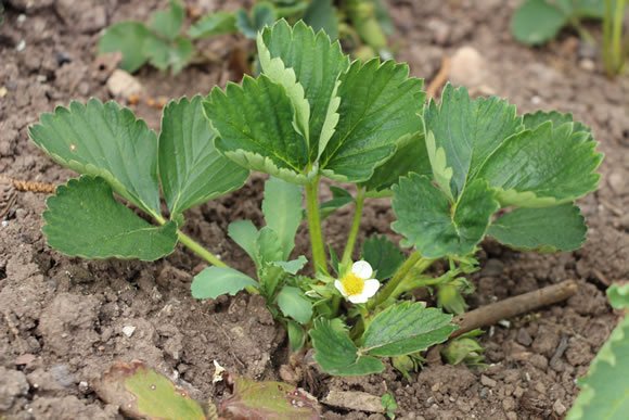 Erdbeeren in der Erde