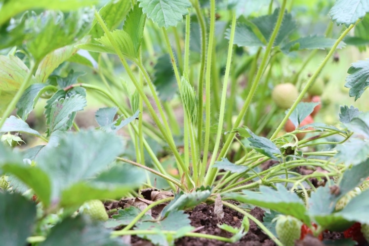 Erdbeeren im Blumenkasten anbauen Anleitung + ideale Sorten