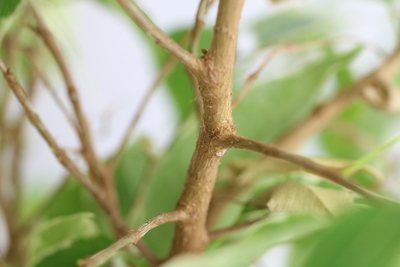 ficus benjamina Birkenfeige verliert Blätter kahl