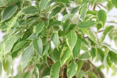 ficus benjamina