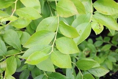 Vaccinium corymbosum