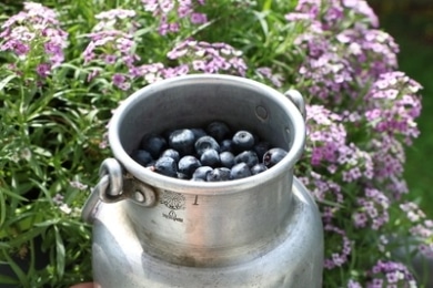 Heidelbeeren geerntet