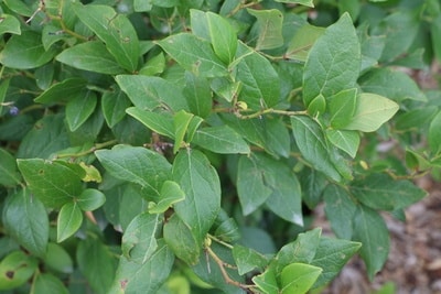 Heidelbeeren-Pflanze
