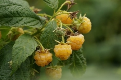 Himbeerstrauch mit gelben Beeren