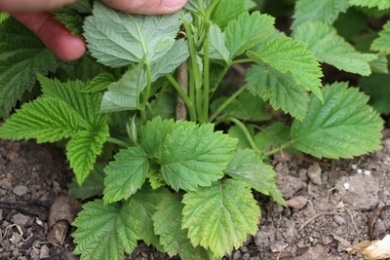 junge Himbeeren-Pflanzen