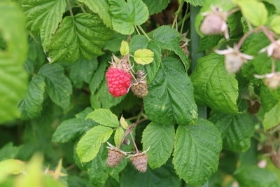 rote Himbeeren ernten