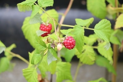 frische Himbeeren