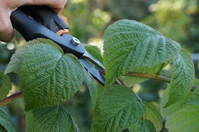 Himbeeren schneiden