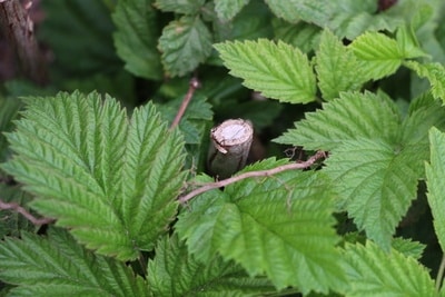 himbeeren schneiden