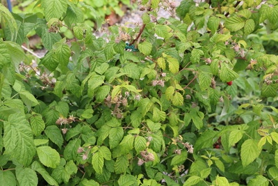 Himbeeren am Strauch