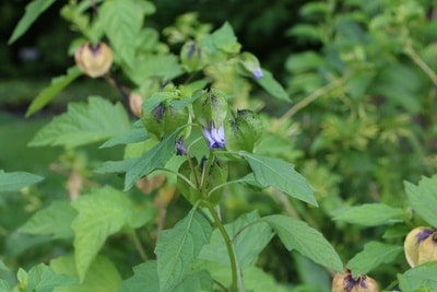 Physalis Blüte