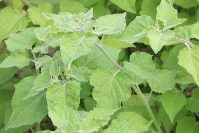 pysalis kapstachelbeere