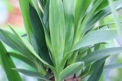 Yucca Palme