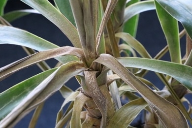 Yucca Palme, Palmlilie PflegeAnleitung & Vermehrung