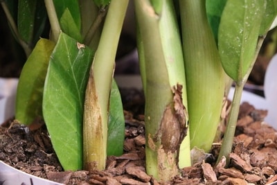 Zamioculcas im Topf