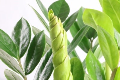 Zamioculcas Glücksfeder