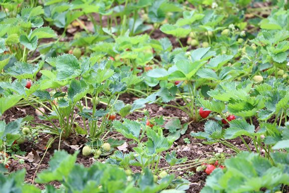 Erdbeeren im Garten