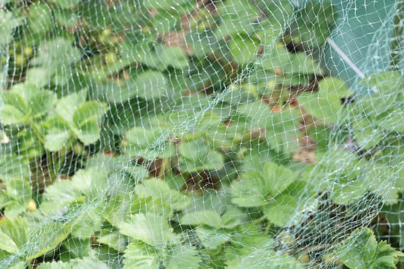Erdbeeren durch ein Netz schützen