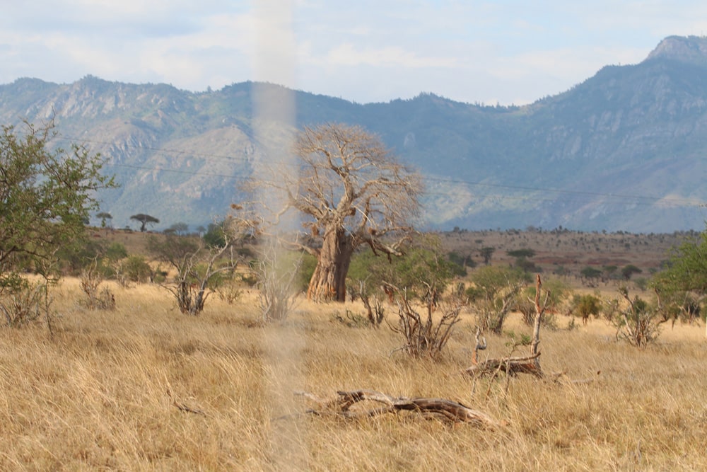 Affenbrotbaum Baobab