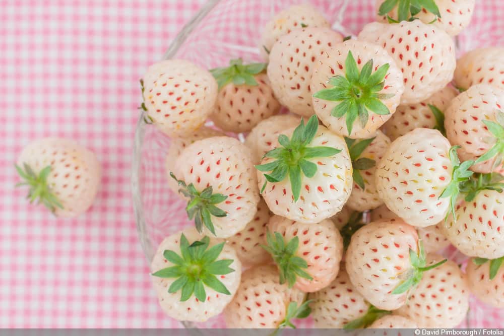 Ananaserdbeere - Pineberry - Hula Berry