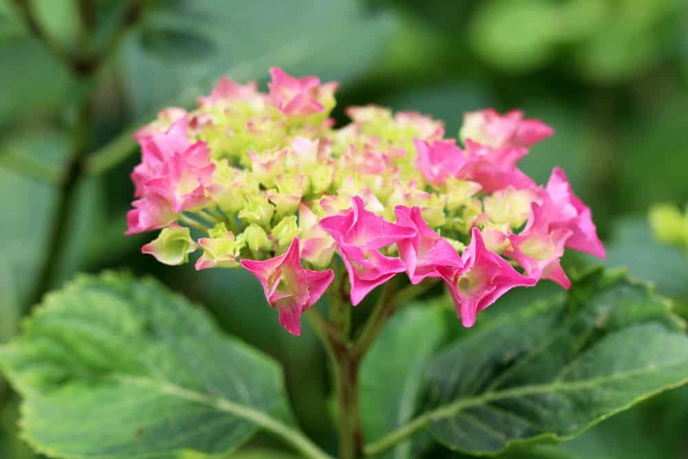 Bauernhortensie - Gartenhortensie - Hydrangea macrophylla