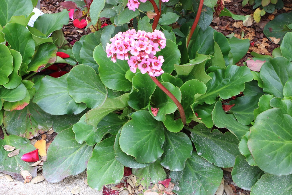 Bergenien Bergenia