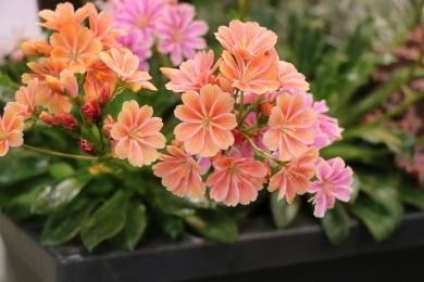 Bitterwurz, Porzellanröschen, Lewisia cotyledon - Pflege-Anleitung