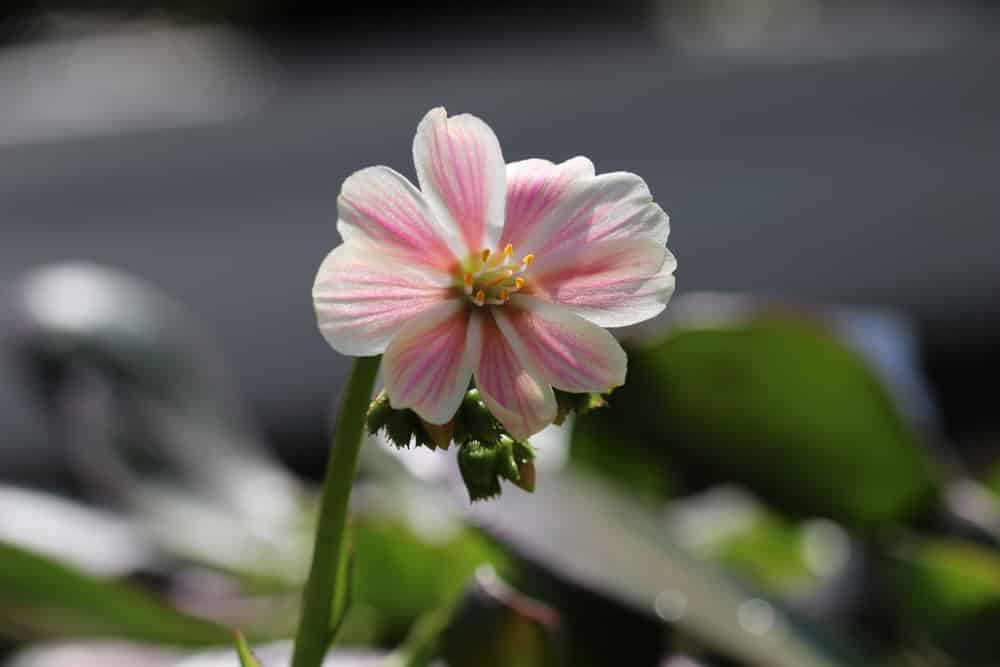 Bitterwurz - Lewisia cotyledon