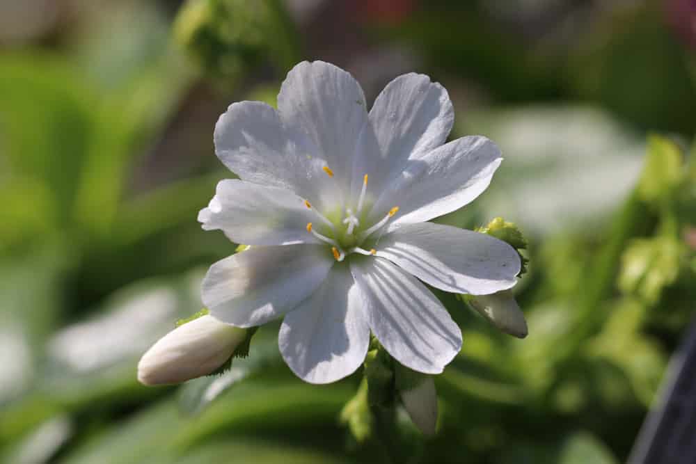 Bitterwurz - Lewisia cotyledon