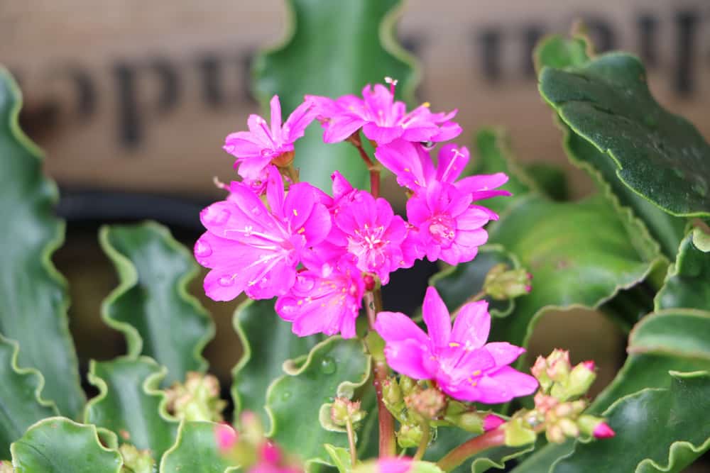 Bitterwurz - Lewisia cotyledon