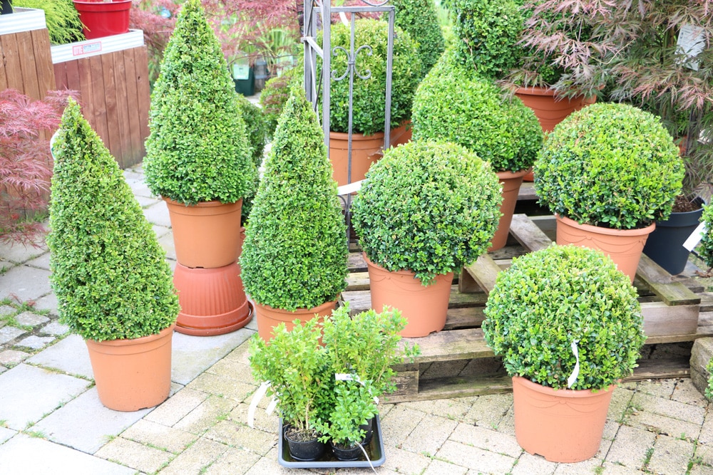 Buchsbaum buxus