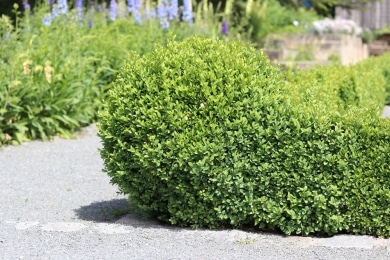 Buchsbaum Buxus