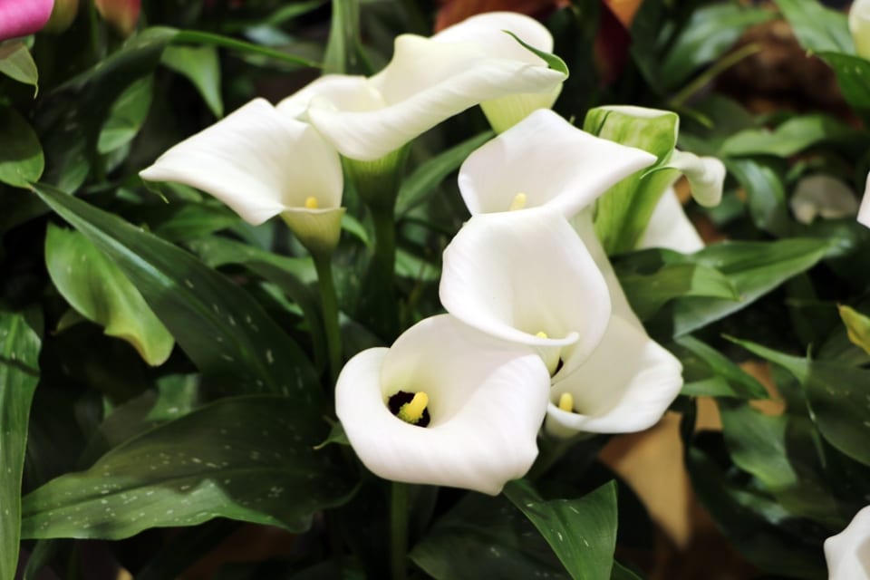 Zimmerpflanze Calla Pflege