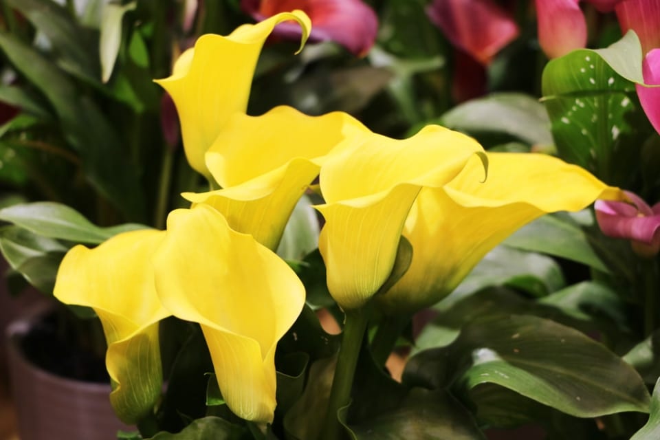 Calla, Zantedeschia Pflege und Überwintern der Zimmerpflanze