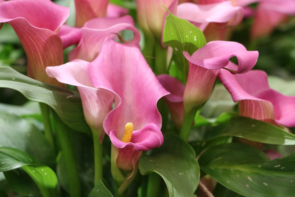 Calla Zantedeschia